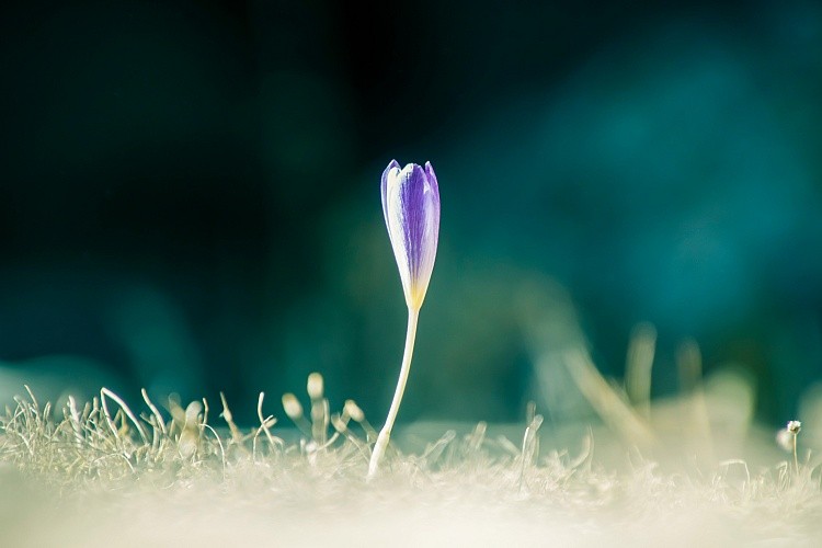 Crocus