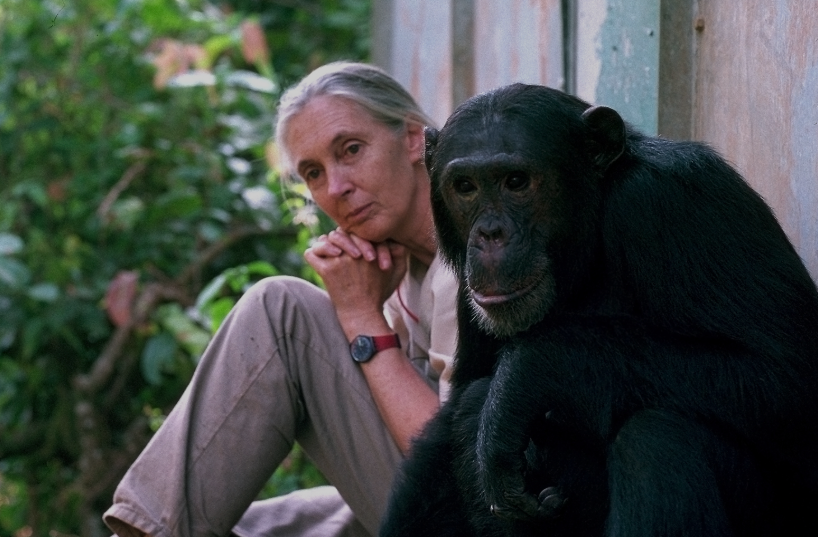 Jane Goodall